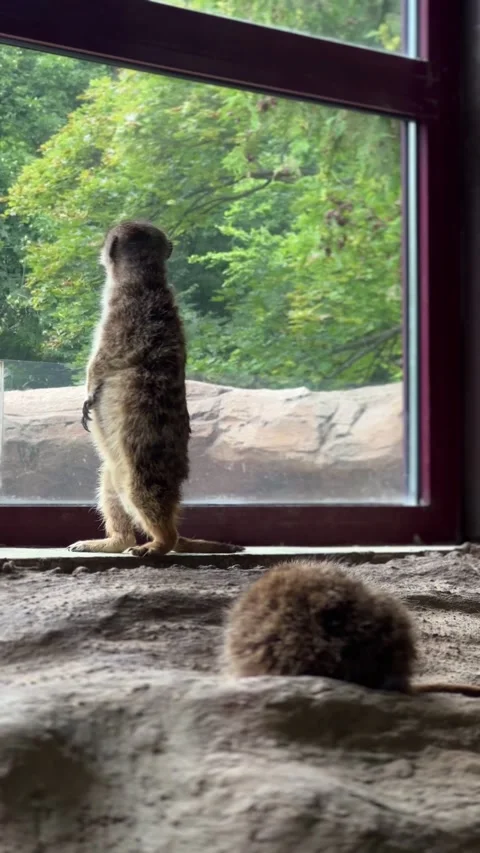 Meerkat standing on hind legs looking out window Stock Footage 339367650