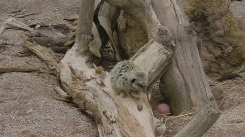 Meerkat standing on a log Stock Footage 112961433