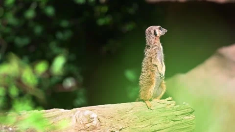 A meerkat standing on a log Stock Footage 252252504