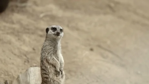 Meerkat standing on log looking around Stock Footage 113989099