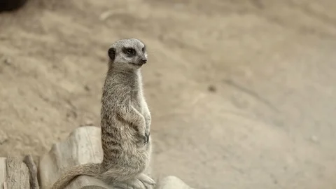 Meerkat standing on log looking around Stock Footage 113990801