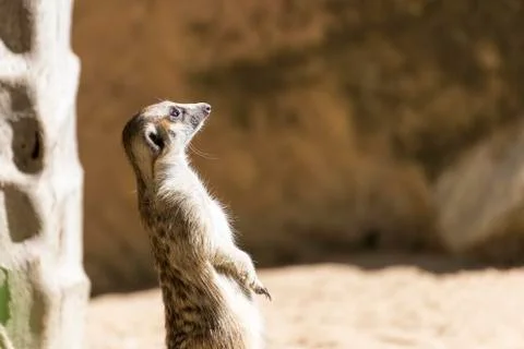 The meerkat standing Stock-Fotos