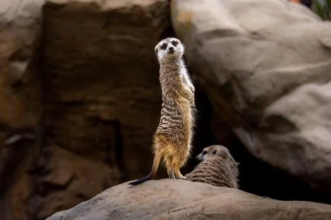Meerkat Standing Stock Photos