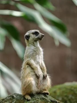 Meerkat standing on the stone Stock Photos