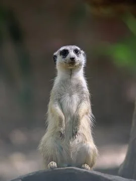 Meerkat standing on the stone Stock Photos