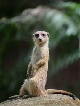 Meerkat standing on the stone Stock Photos