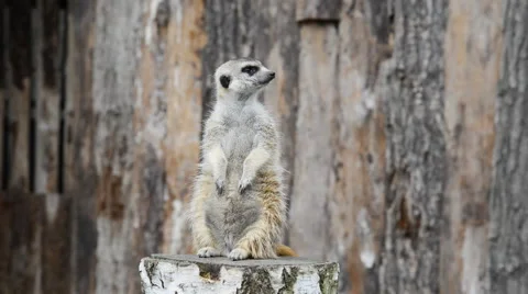 Meerkat standing on stump Stock Footage 49021723