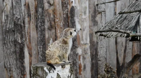 Meerkat standing on stump Stock Footage 49021744