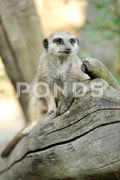 A meerkat standing upright and looking alert Stock Photos