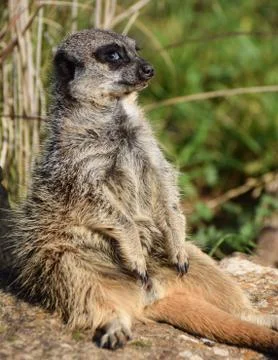 Meerkat Sunbathing Stock Photos