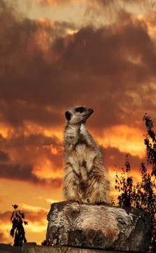 Meerkat sunset Stock Photos