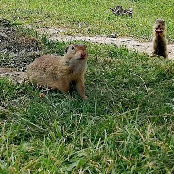 A meerkat on the surface Stock Photos