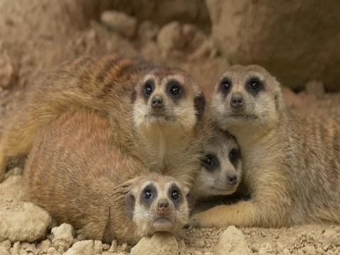 Meerkat (Suricata suricatta) Stock-Footage 80887726