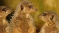 Meerkat (Suricata Suricatta) Or Suricate Mongoose, South Africa Stock Footage