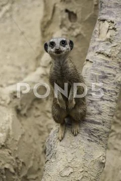 Meerkat, suricata suricatta Stock Photos