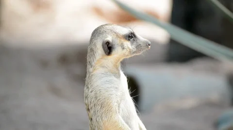 Meerkat (Suricate) family, the small animals of africa Stock Footage