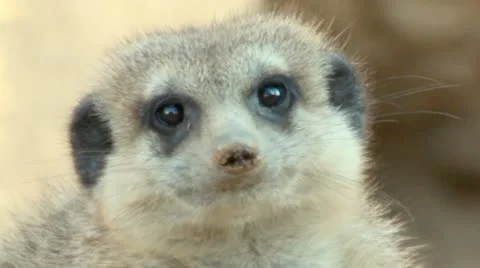 Meerkat Suricate 库存影片 10790967