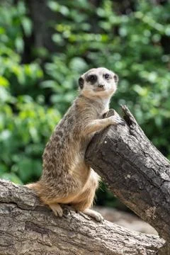Meerkat, suricate Stock Photos