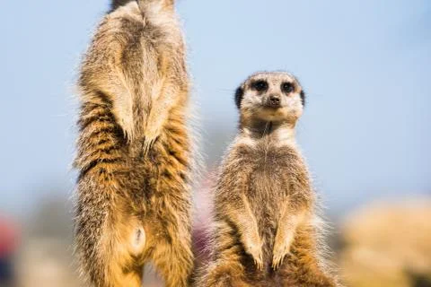 The meerkat (suricate) (Suricata suricatta), United Kingdom, Europe Stock Photos