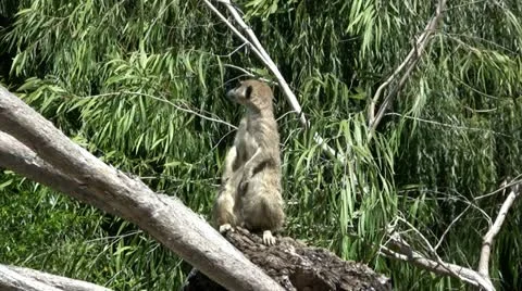 Meerkat in tree Video stock 19133413