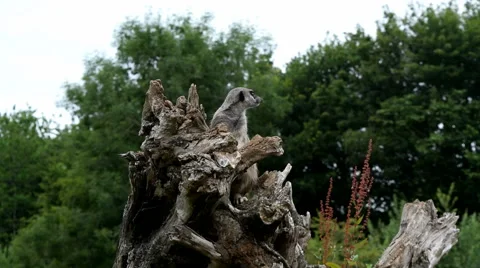 Meerkat on Tree Stump Stock Footage 52546295