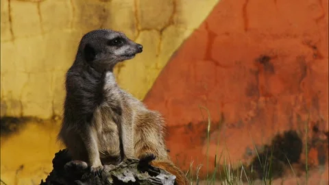Meerkat on a tree stump Stock Footage 132470559