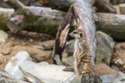 A meerkat on a tree trunk Stock Photos