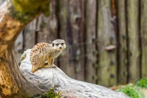 A meerkat on a tree trunk Stock Photos