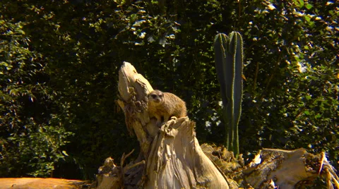 Meerkat on the trunk of a tree Stock Footage 66205925