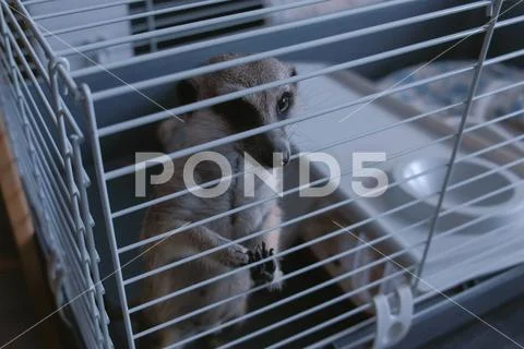 Meerkat is trying to get out of the cage. Pets at home. Stock Photos