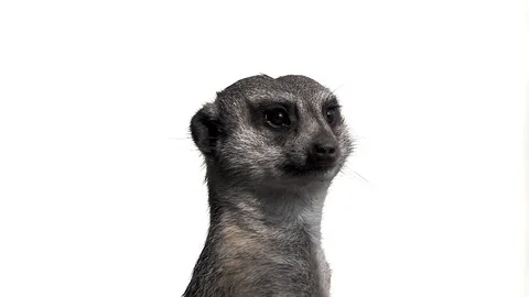 Meerkat turns its head in different directions, isolated on white background Video stock 118059177