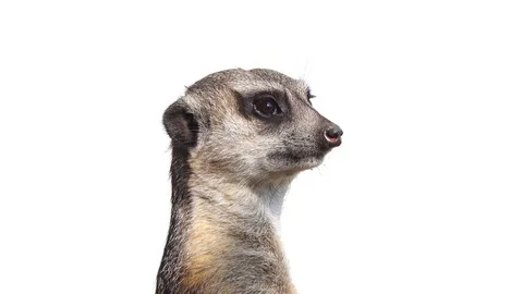 Meerkat turns its head in different directions, isolated on white background Video stock 118059489