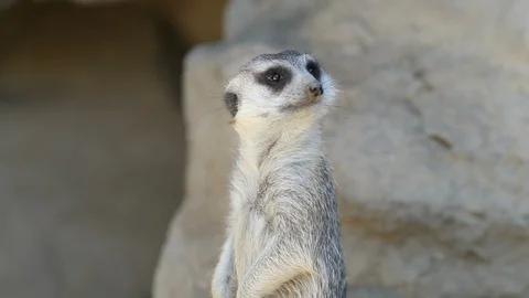 Meerkat Turns to look at Camera Video stock 93588726