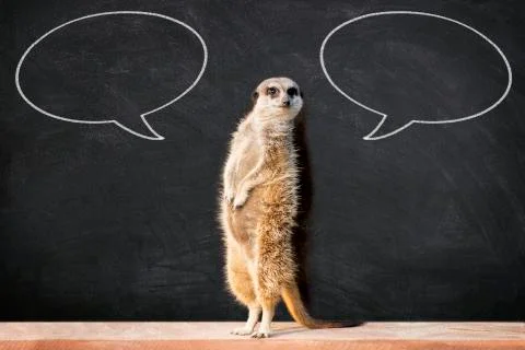 Meerkat with Two Speech Bubble Stock Photos