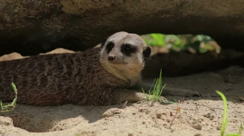 Meerkat Under Shadow Stock Footage 65785703