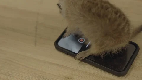 Meerkat using smart phone Stock Footage 230939836