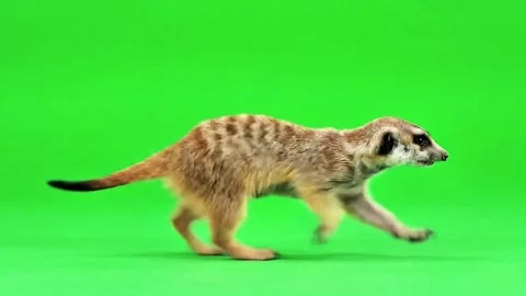 Meerkat walking continuously of the middle point in pure clean green background Stock Footage 318390971