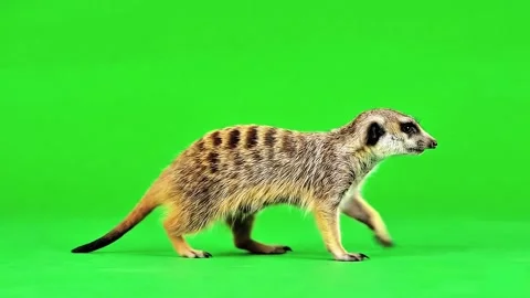 Meerkat walking continuously side view of the middle point in pure green screen 스톡 동영상 318390984