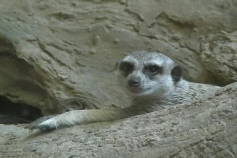 Meerkat watching and yawn Stock Footage
