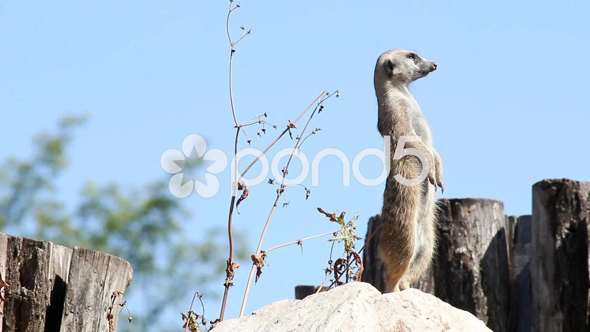 Meerkat Suricatta Watch Position Nature Park Stock Photo 2290026901 |  Shutterstock