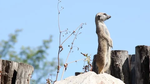 Meerkat watching for predators Video stock 40400990