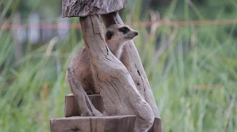 Meerkat Watching For Predators Stockbeeldmateriaal 41593681