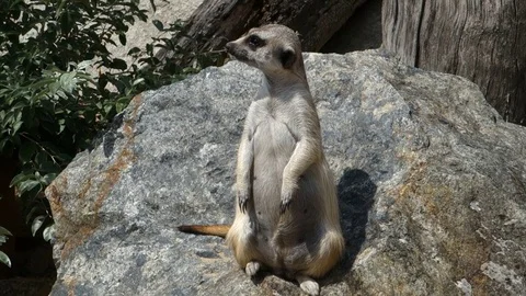 Meerkat which guards the surrounding area during rest Stock Footage 107835162