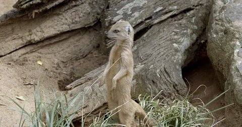 Meerkat in wild Stock Footage 114362844