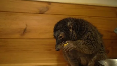 A meerkat in the zoo eats an apple. Slow motion close up Video stock 256209580