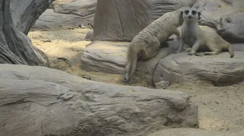 Meerkat in zoo Stock Footage 10861184