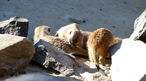 Meerkat at the Zoo Stock Footage 39351602