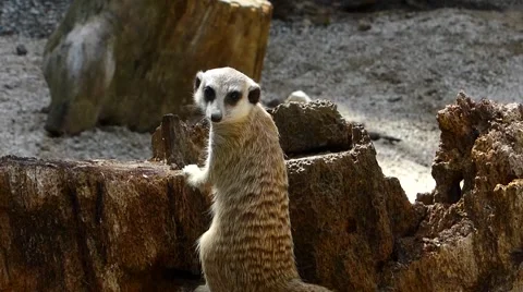 Meerkat in a zoo Stock Footage 43504035