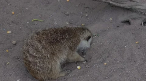 The meerkat in a zoo Video stock 65489482