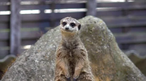 The meerkat in a zoo Vidéo 65492175